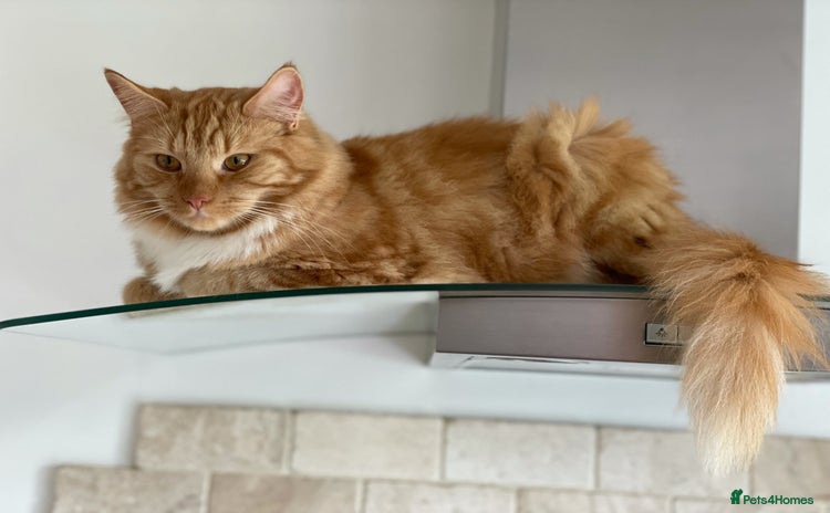 British Longhair cats - Advert 1