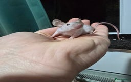 Mouse rodents for sale: Young colony bred mice, possibly naked carriers - Image 8