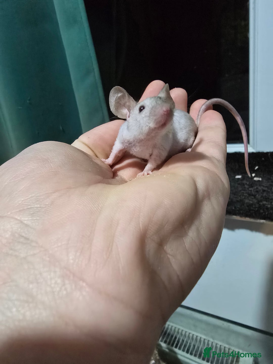 Mouse rodents for sale: Young colony bred mice, possibly naked carriers - Image 8