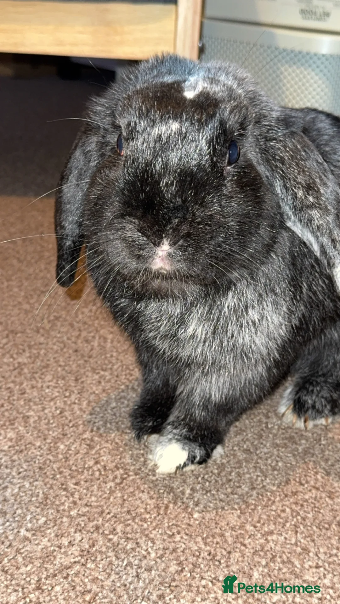 English rabbits for sale: Our loving Mr Stormzy - Advert 2