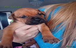 Mixed Breed dogs for sale: Bullmastiff X Puppies - Image 35