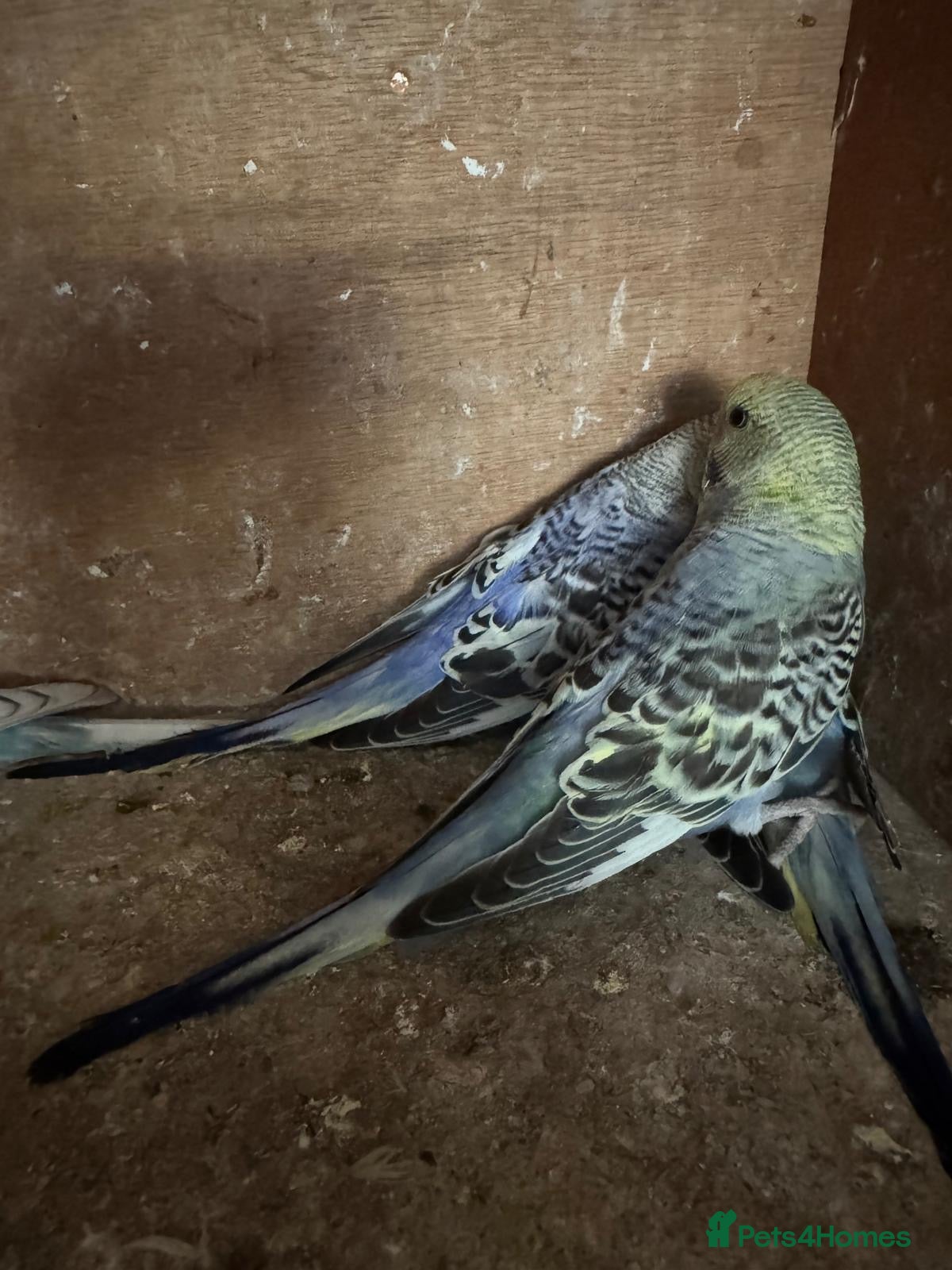 Budgerigars birds Baby budgies for sale £40 each collection mk404nn - Advert 12