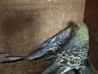 Budgerigars birds Baby budgies for sale £40 each collection mk404nn - Advert 12