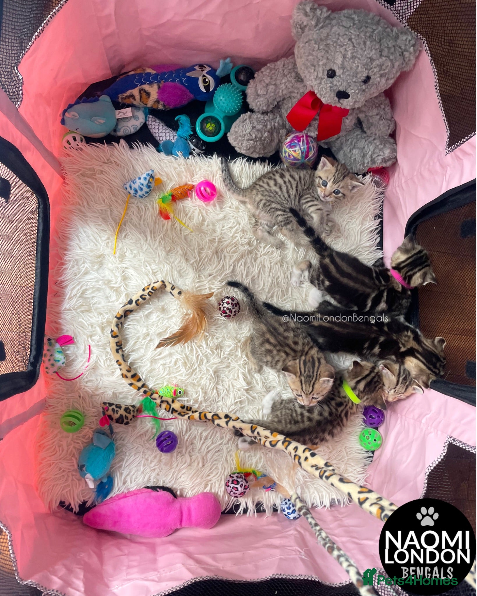 Bengal cats 🌈 BENGAL KITTENS 🌈 ⭐️⭐️⭐️⭐️⭐️ - Advert 2