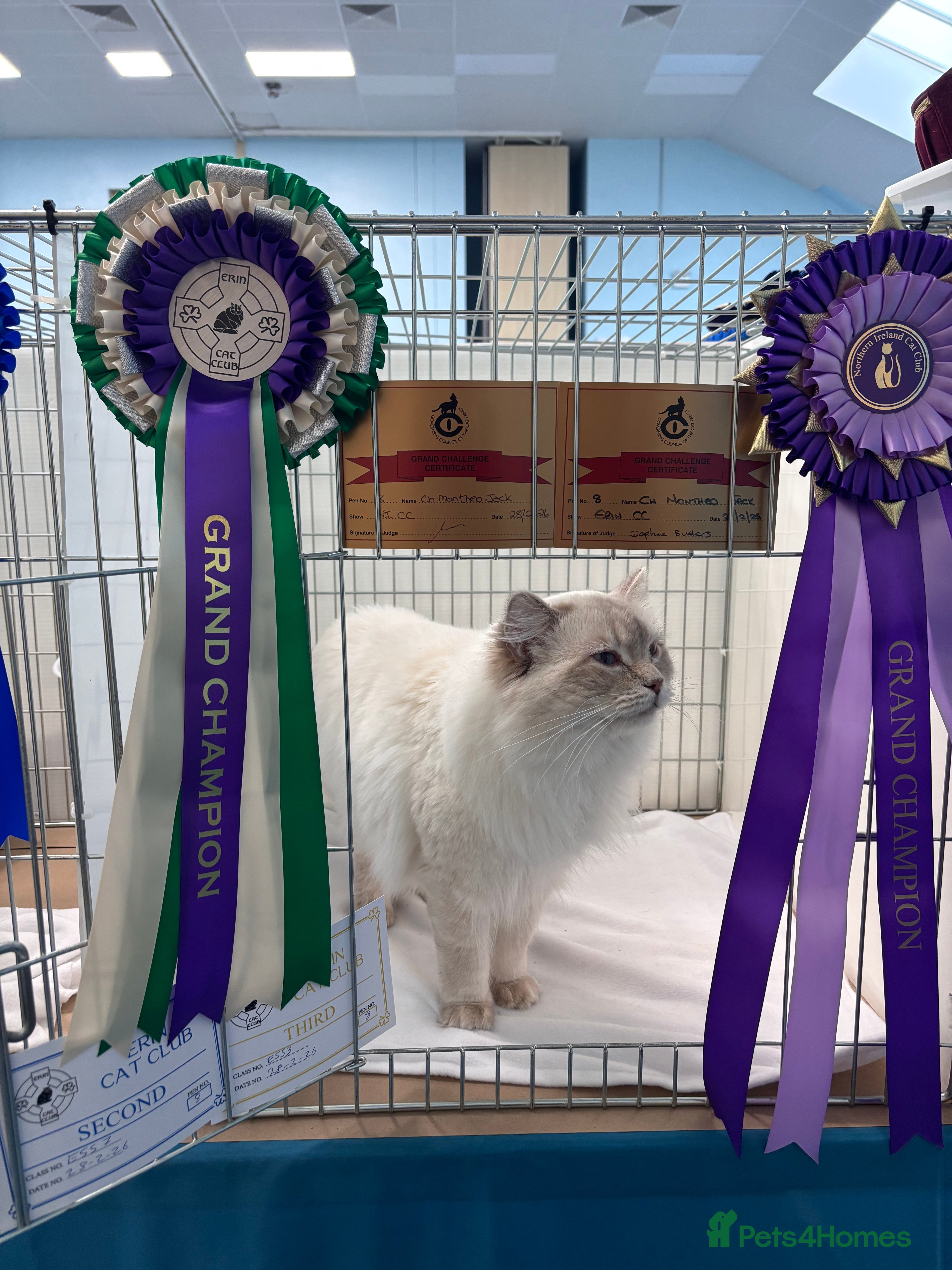Ragdoll cats Dual registered GCCF Champion Lilac Tabby Point - Advert 3