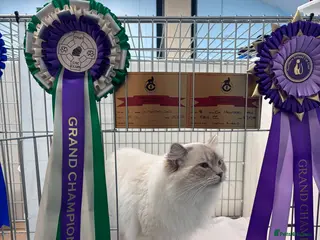 Ragdoll cats Dual registered GCCF Champion Lilac Tabby Point - Advert 3