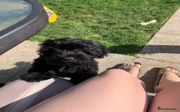Shihpoo dogs for sale: George Male shih Tzu age 6 months  - Image 5