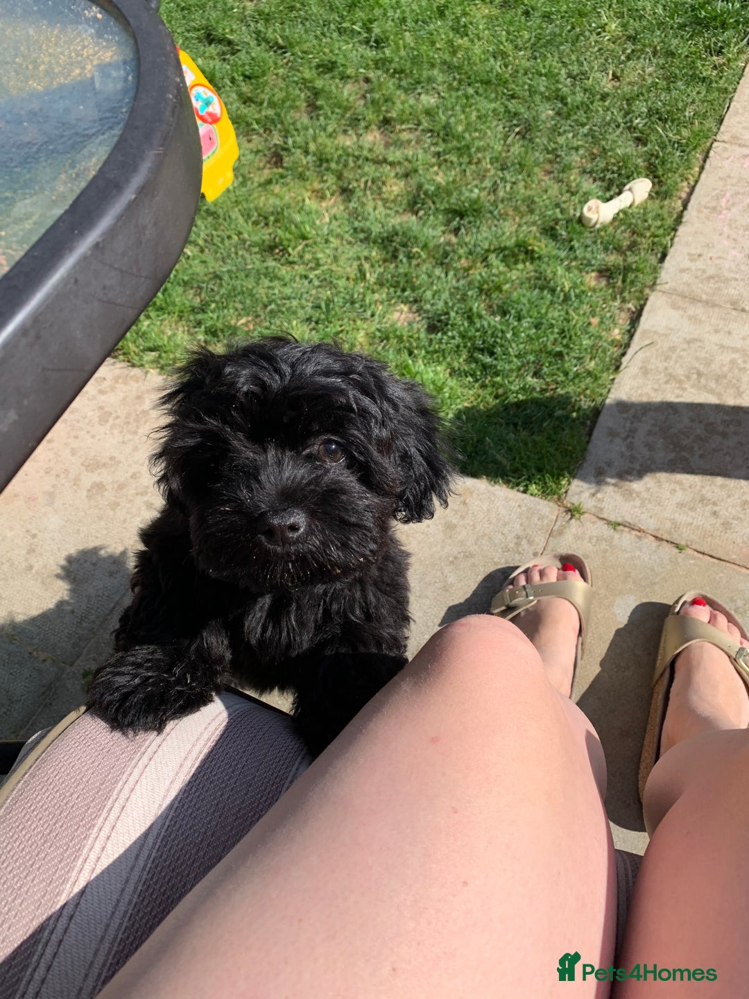 Shihpoo dogs for sale: George Male shih Tzu age 6 months  - Image 5