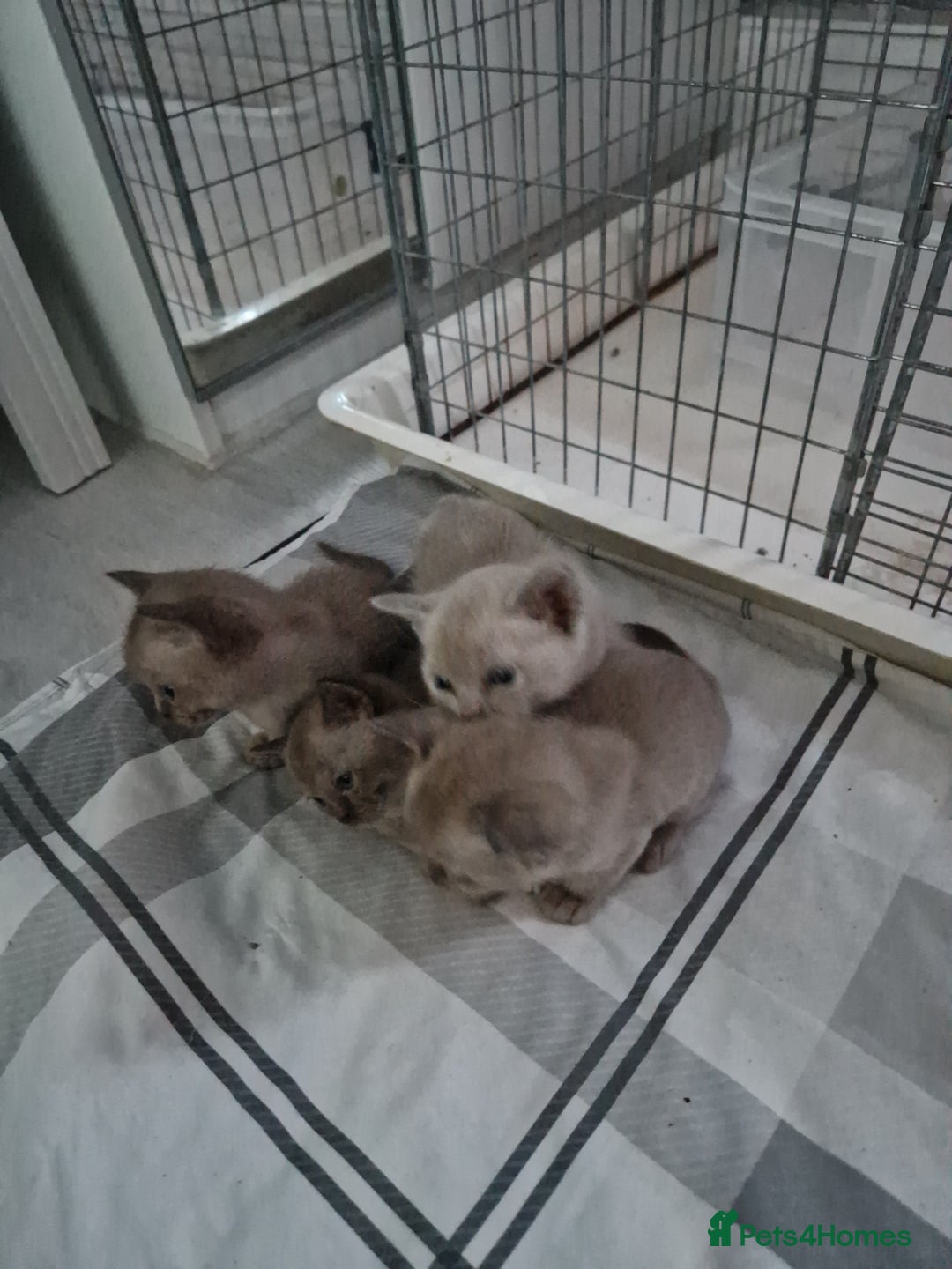 Burmese cats for sale: Burmese Kittens – Two Chocolate  - Image 3