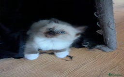 Ragdoll cats for sale: Surprisingly cute,smart Ragdoll. - Image 13