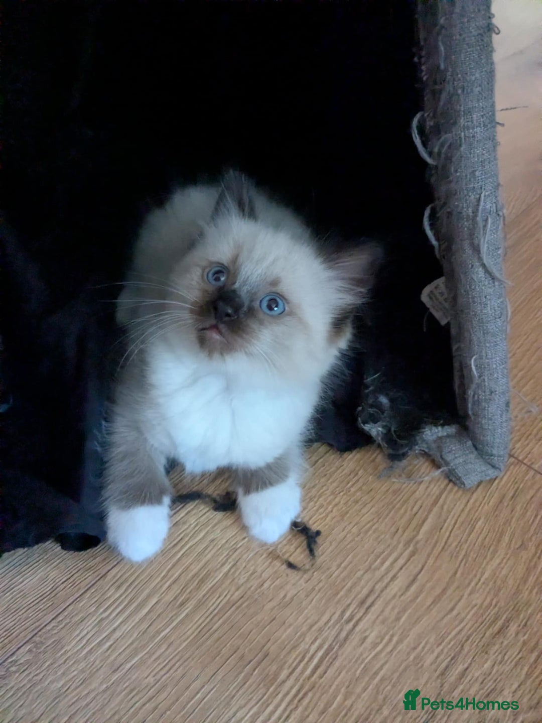 Ragdoll cats for sale: Surprisingly cute,smart Ragdoll. - Image 13