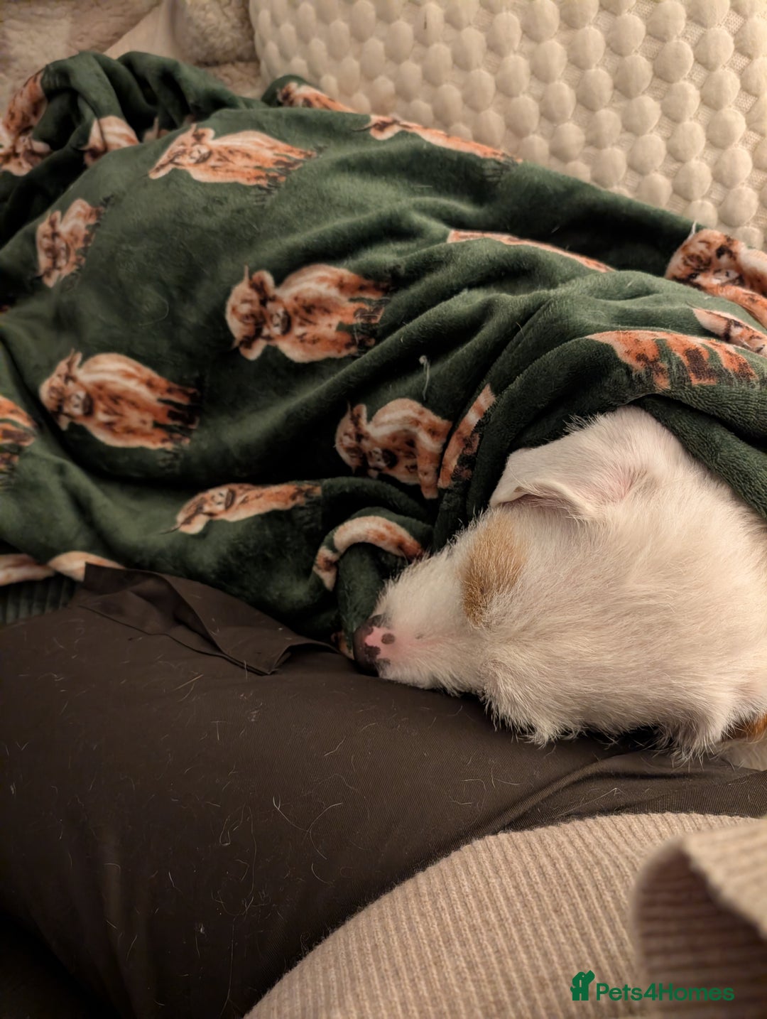 Mixed Breed dogs for sale: Beagle X Terrier to loving home - Advert 2