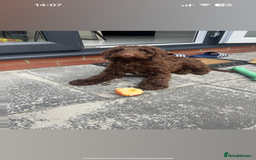 Cockapoo dogs for sale: Male Cockapoo puppy 16 weeks old - Advert 3