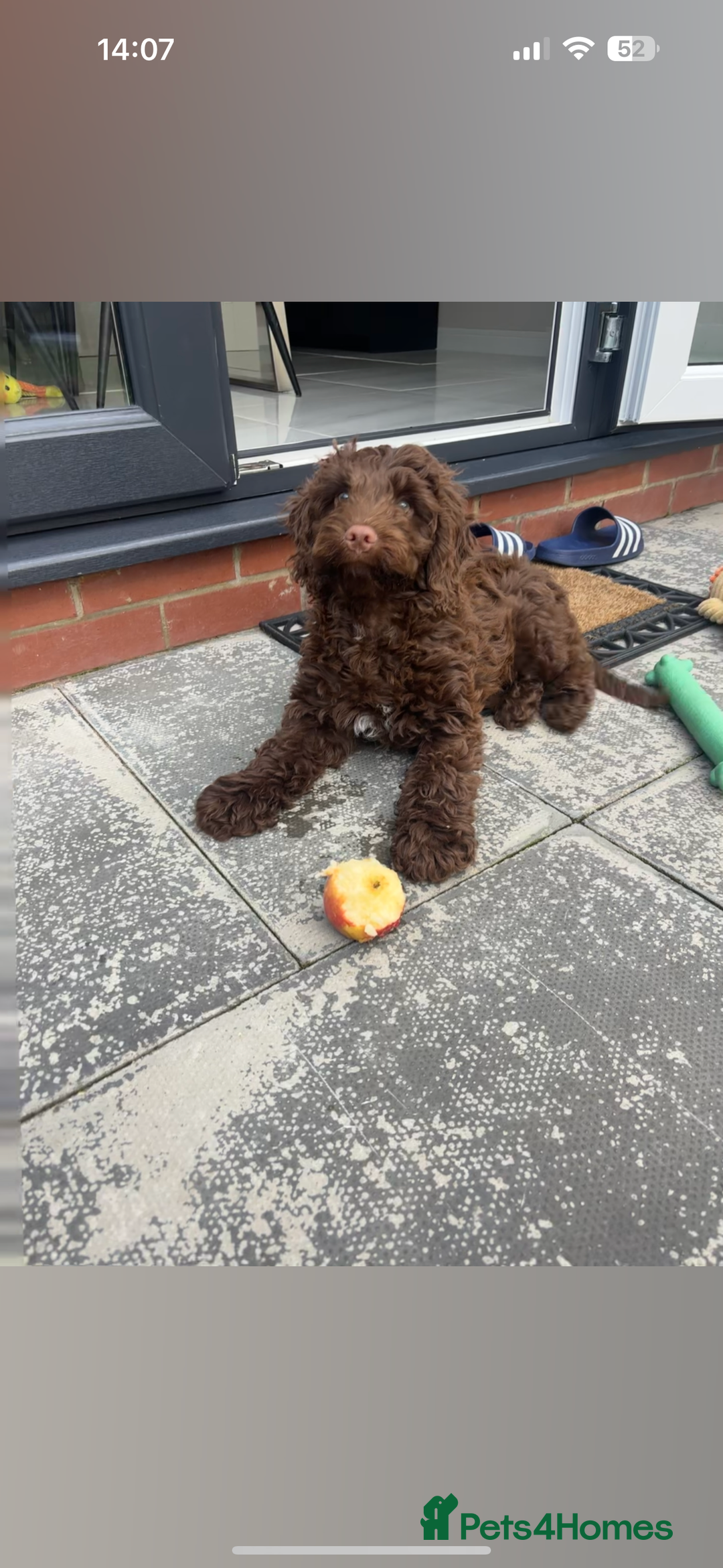 Cockapoo dogs for sale: Male Cockapoo puppy 16 weeks old - Advert 3