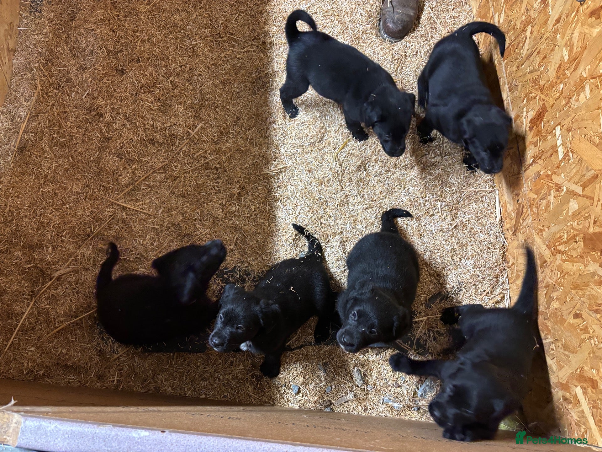 Borador dogs for sale: 6 beautiful collie cross lab puppies for sale!! - Advert 21