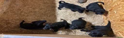 Borador dogs for sale: 6 beautiful collie cross lab puppies for sale!! - Advert 1