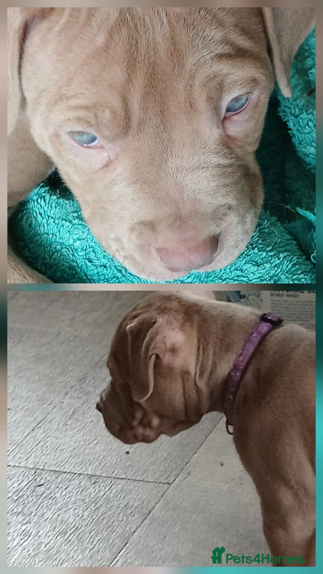 American Bully dogs for sale: American Bully Pups ❤️ in London - Advert 5