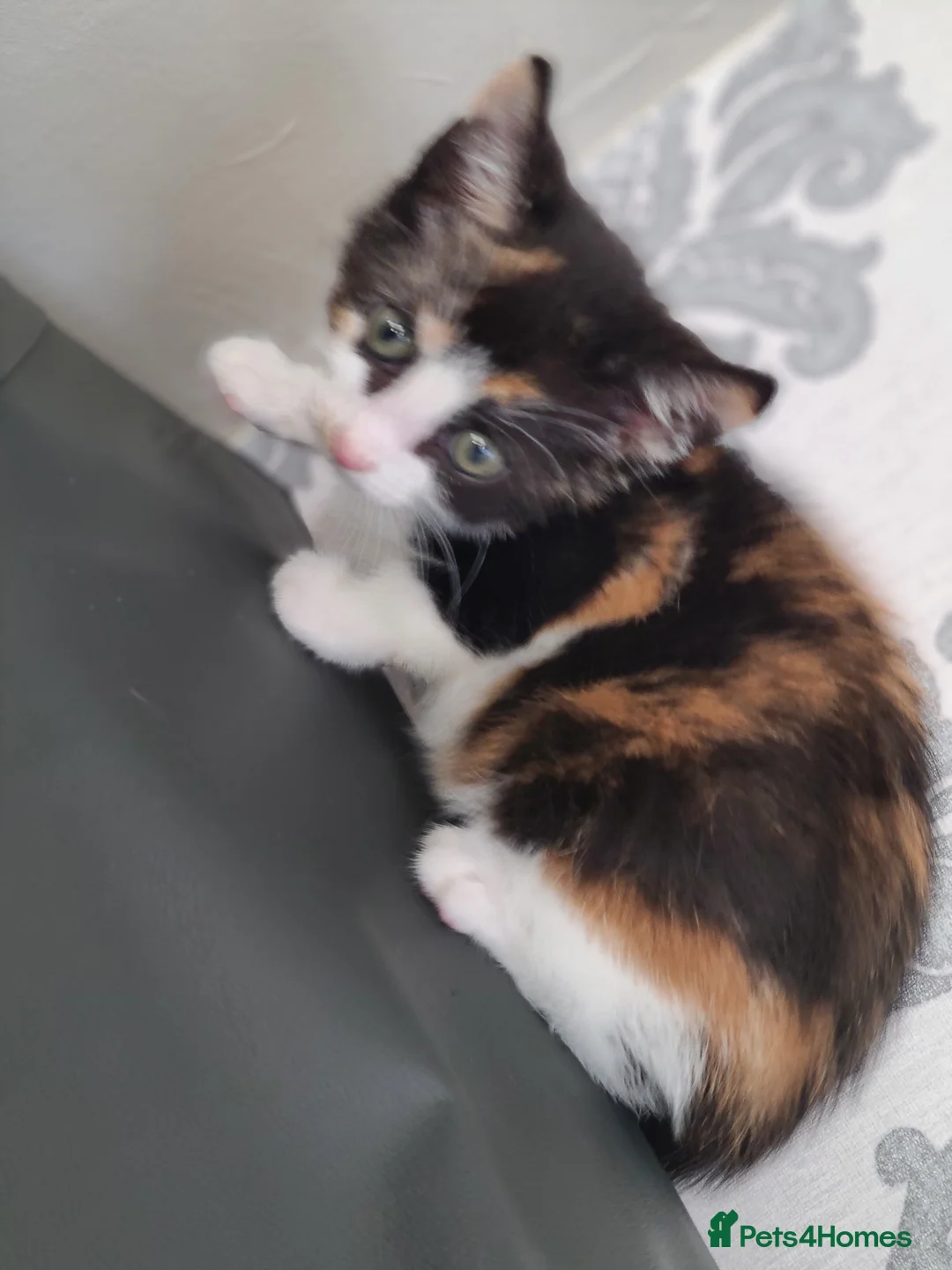 Mixed Breed cats for sale: 3 beautiful kittens ready now  - Advert 4