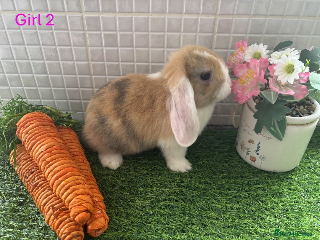 Mini Lop rabbits for sale: Mini lop baby bunnies - Ready now! - Image 28