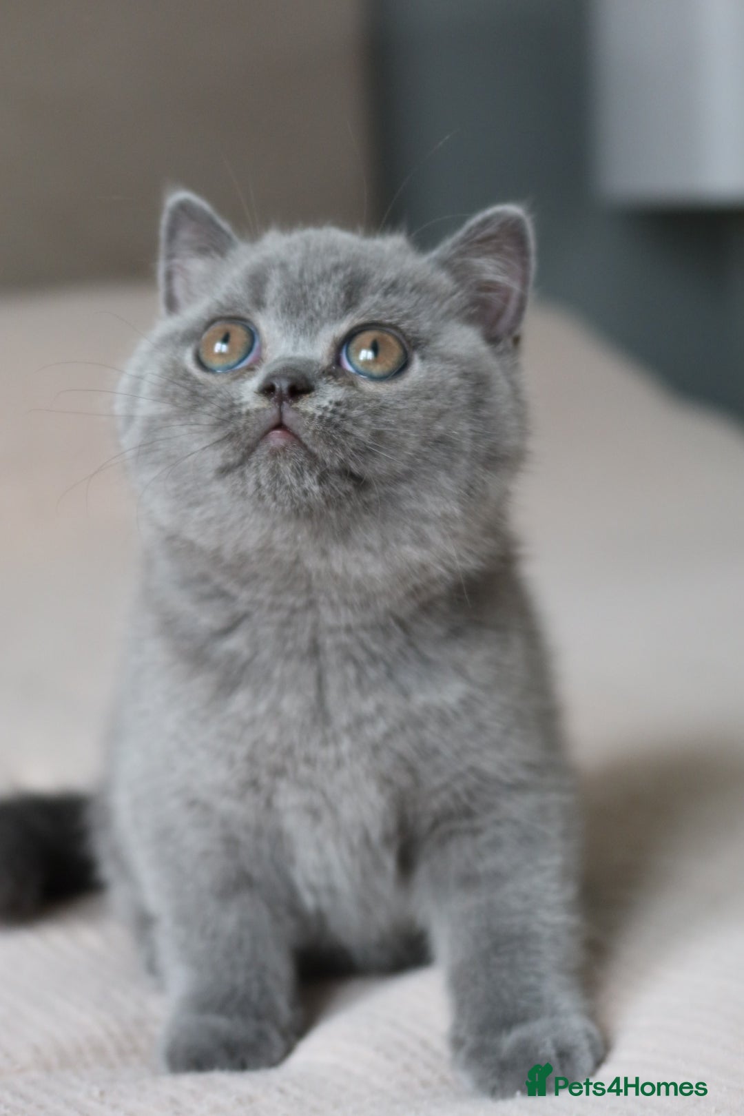 British Shorthair cats for sale: Stunning British shorthair available last girl  - Image 23