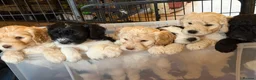 Labradoodle dogs for sale: Two Outstanding Parti Boys Unexpectedly Available  - Advert 2