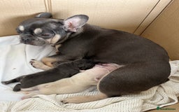 French Bulldog dogs for sale: FRENCH BULLDOG PUPPIES FOR SALE STUNNING COLOURS - Image 6