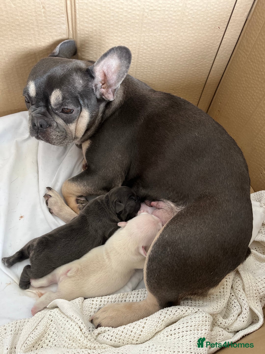 French Bulldog dogs for sale: FRENCH BULLDOG PUPPIES FOR SALE STUNNING COLOURS - Image 6