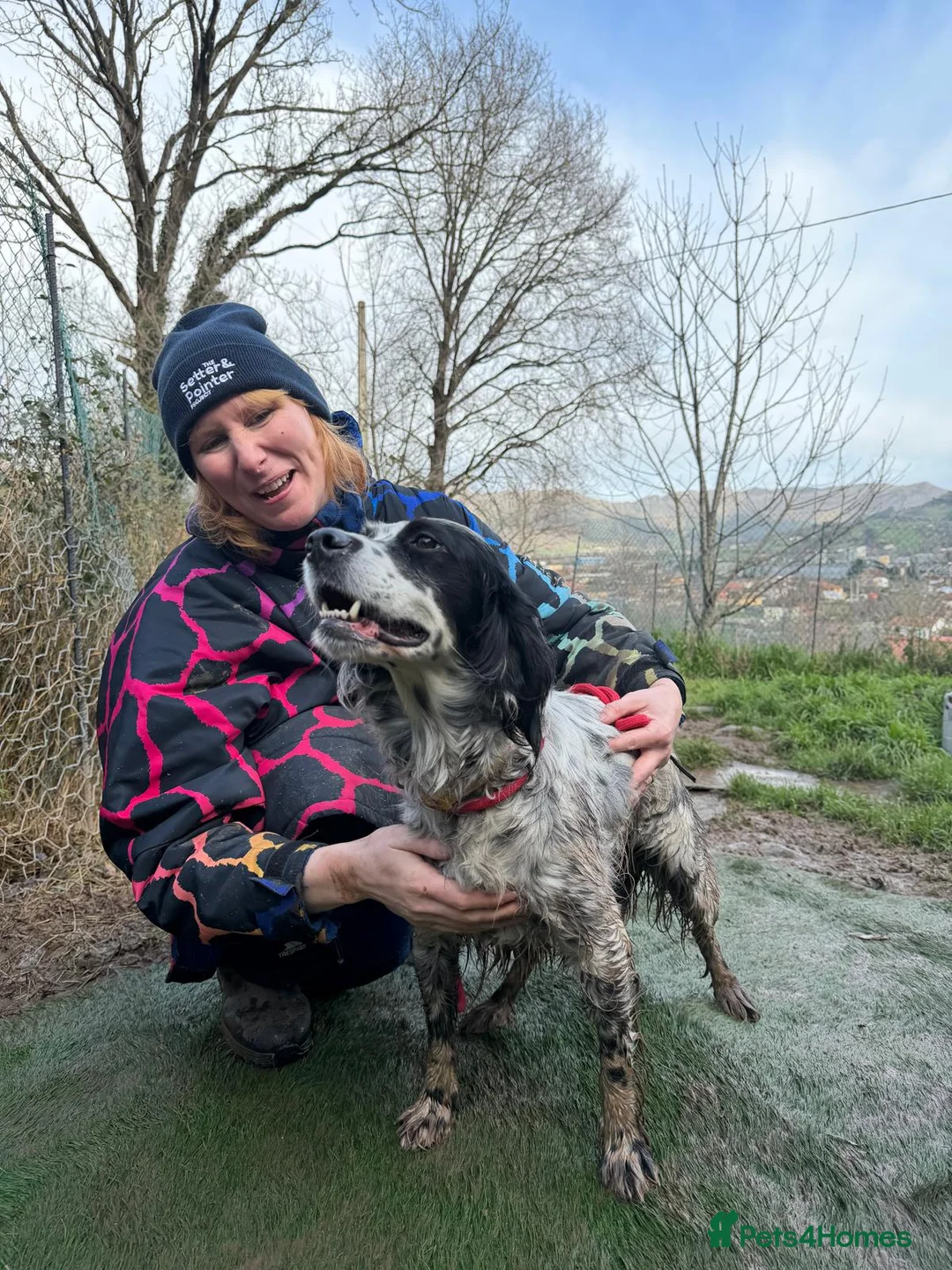 English Setter dogs for adoption: Kora  - Advert 5