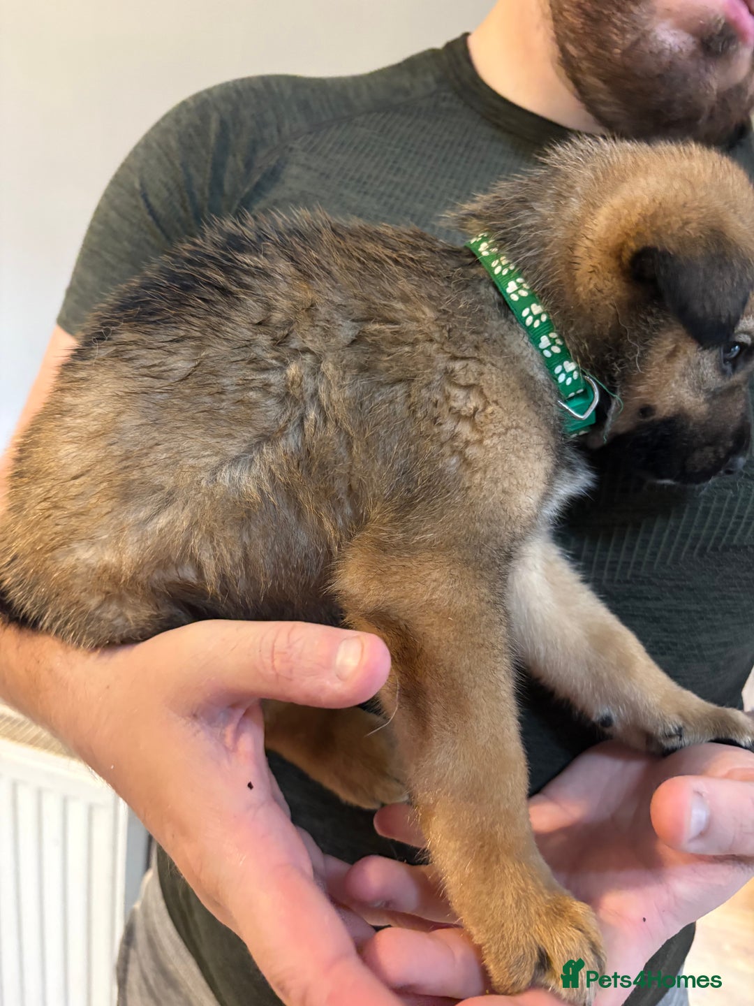 Mixed Breed dogs for sale: Siberian husky cross belgian malinois - Image 9