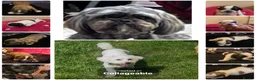 Zuchon dogs for sale: Zuchon puppies looking for forever home £650 in Brentwood - Advert 8