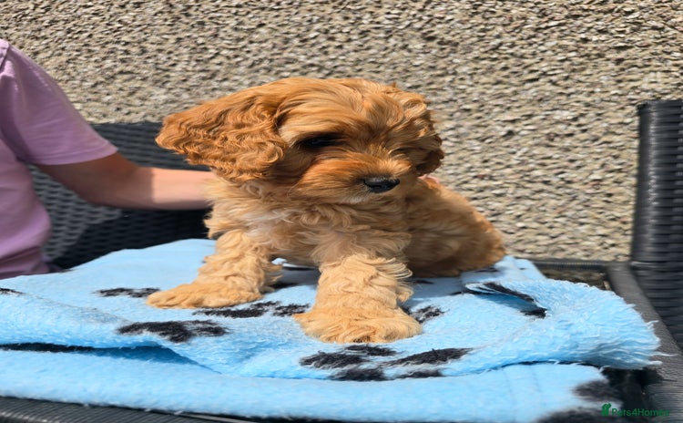 Maltipoo dogs - Advert 1