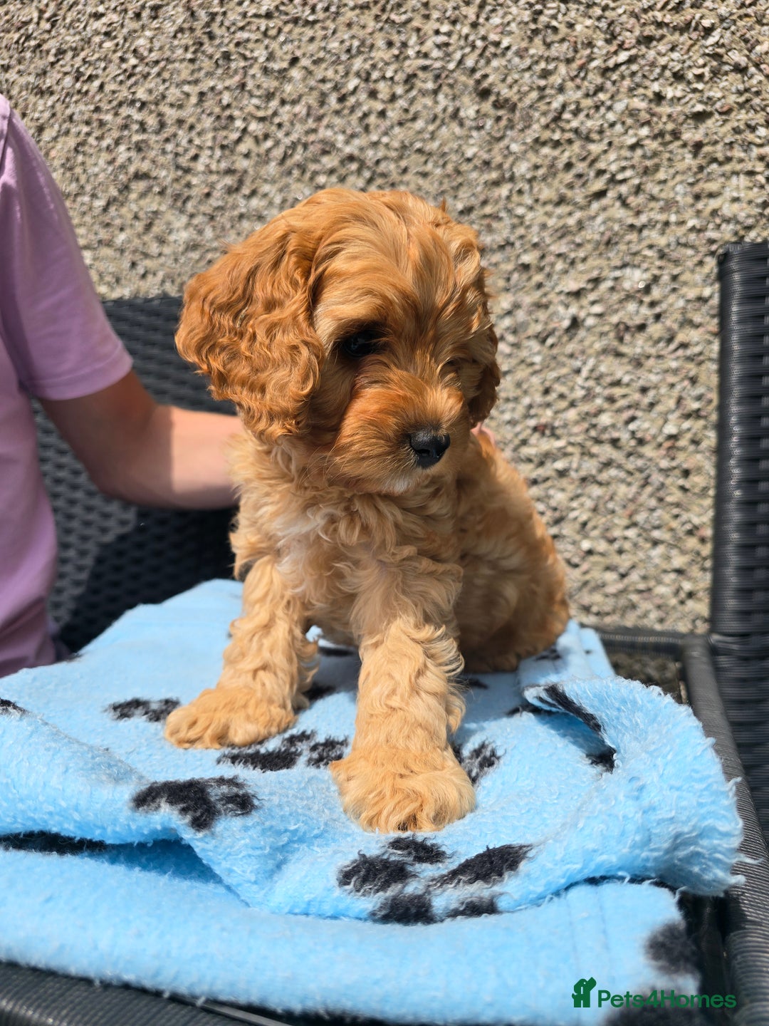 Maltipoo dogs for sale: Maltipoo pups - Image 1