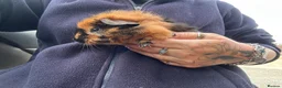 Guinea Pig rodents for sale: Beautiful Baby Boar Guinea pigs Rex & Rosette   - Advert 6