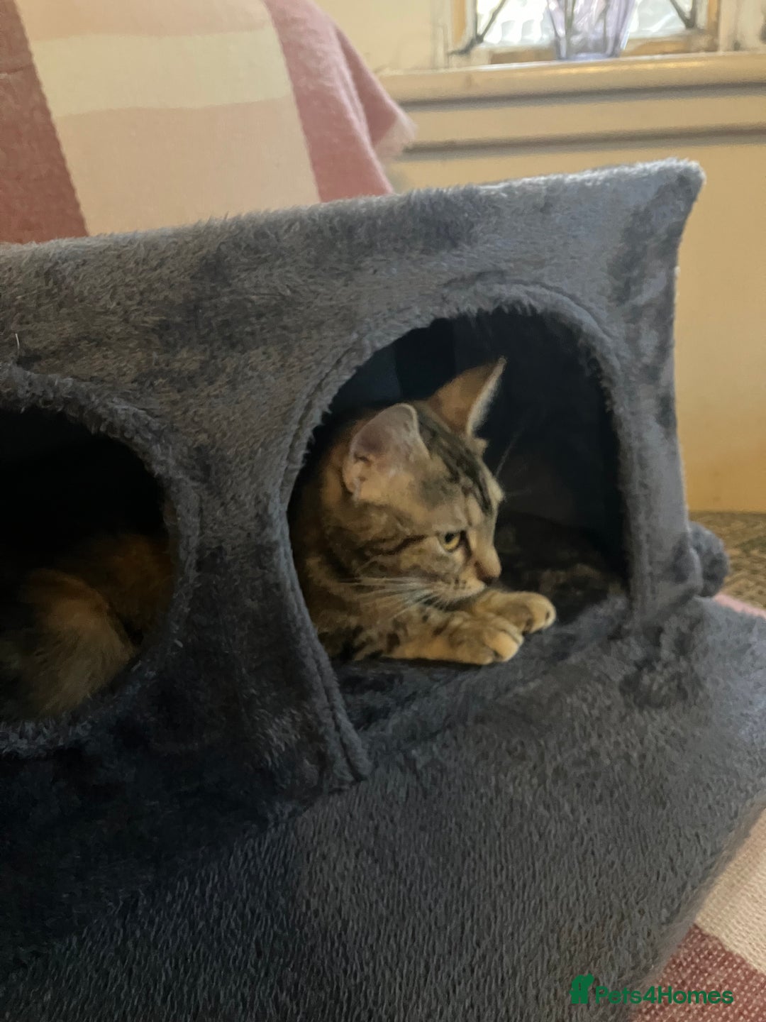 British Shorthair cats for sale: 2 kittens looking for forever home  - Image 16