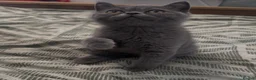 British Shorthair cats for sale: REDUCED BRITISH SHORTHAIRS FOR SALE  - Advert 3