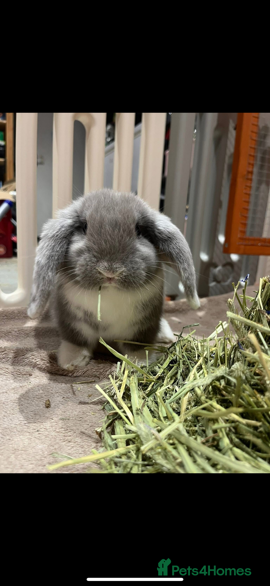 English Lop rabbits for sale: 2 female Beautiful rabbits for sale mini lops - Image 1