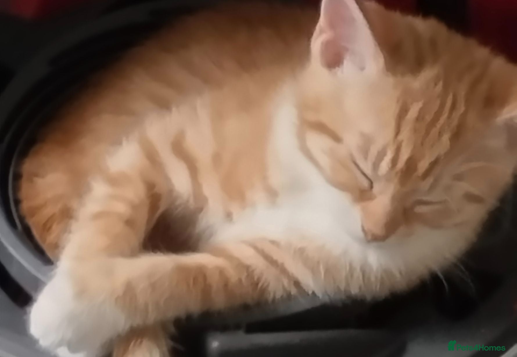 British Shorthair cats Beautiful Ginger kittens British shorthair  - Advert 17