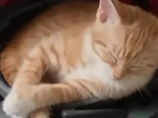 British Shorthair cats Beautiful Ginger kittens British shorthair - Advert 17