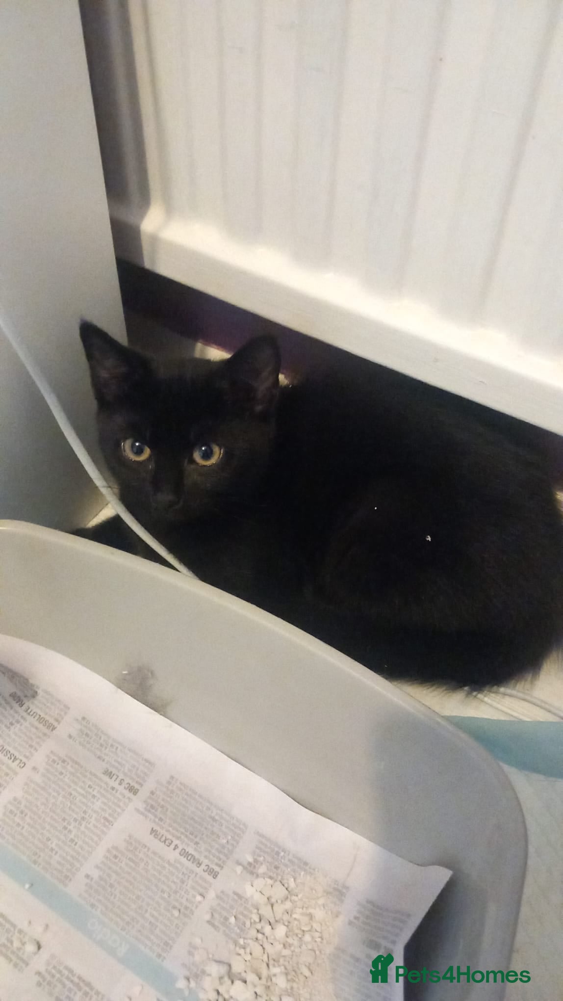 Mixed Breed cats Black Kittens - rescue - Advert 1