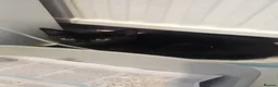 Mixed Breed cats for sale: Black Kittens - rescue - Advert 1