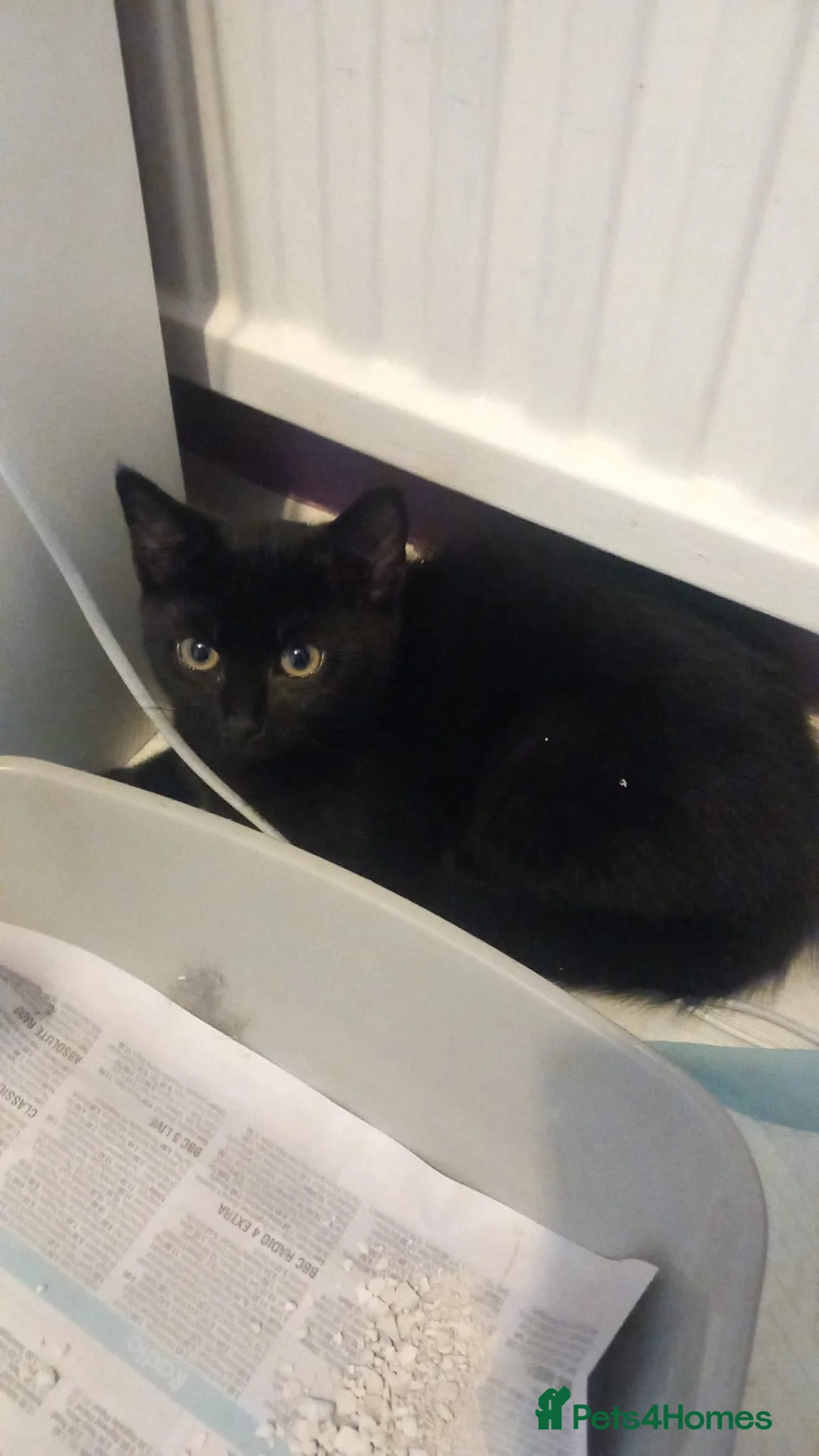 Mixed Breed cats for sale: Black Kittens - rescue - Advert 1