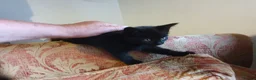 Mixed Breed cats for sale: Beautiful female kitten  - Advert 2