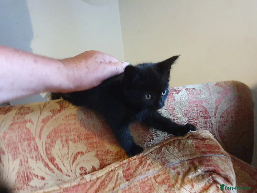 Mixed Breed cats for sale: Beautiful female kitten  - Advert 2