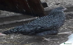 Chickens poultry for sale: Coloured hybrids pullets  - Image 3