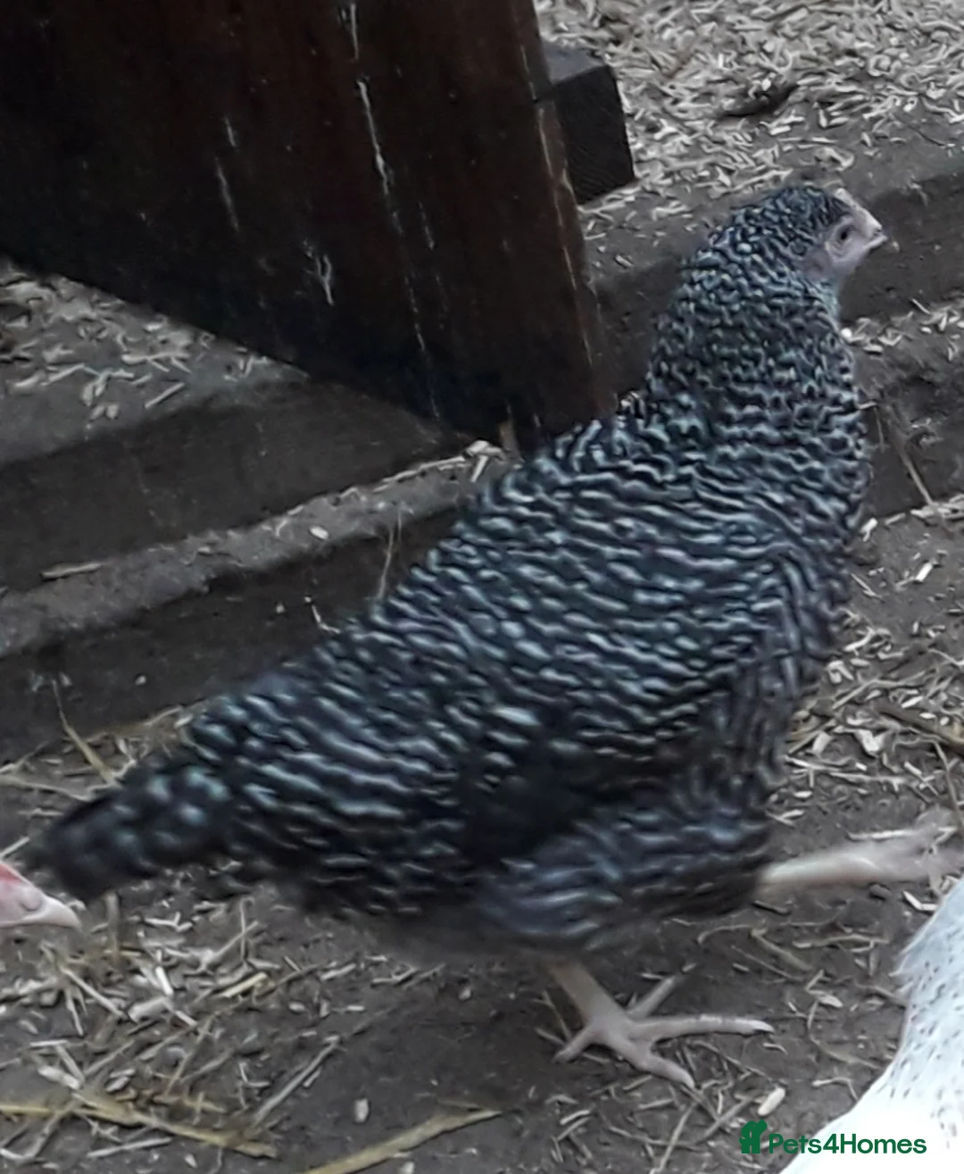 Chickens poultry for sale: Coloured hybrids pullets  - Advert 3