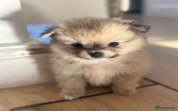 Pomchi dogs for sale: Chihuahua x Pomeranian Pomchi puppies - Image 4