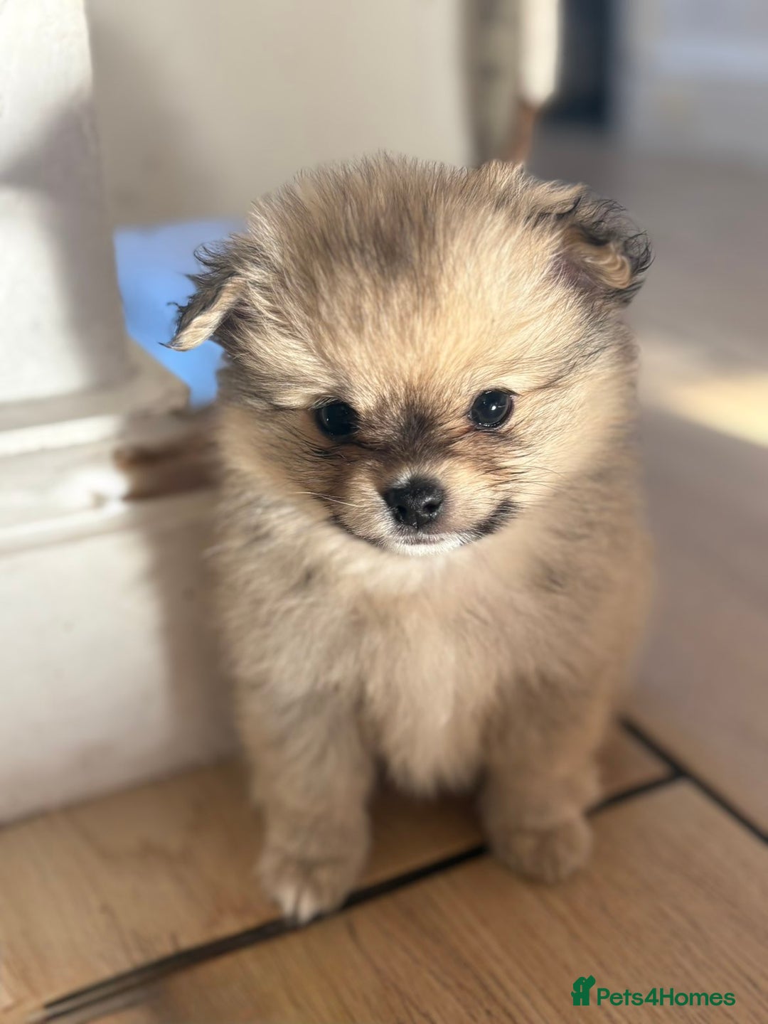 Pomchi dogs for sale: Chihuahua x Pomeranian Pomchi puppies - Image 4