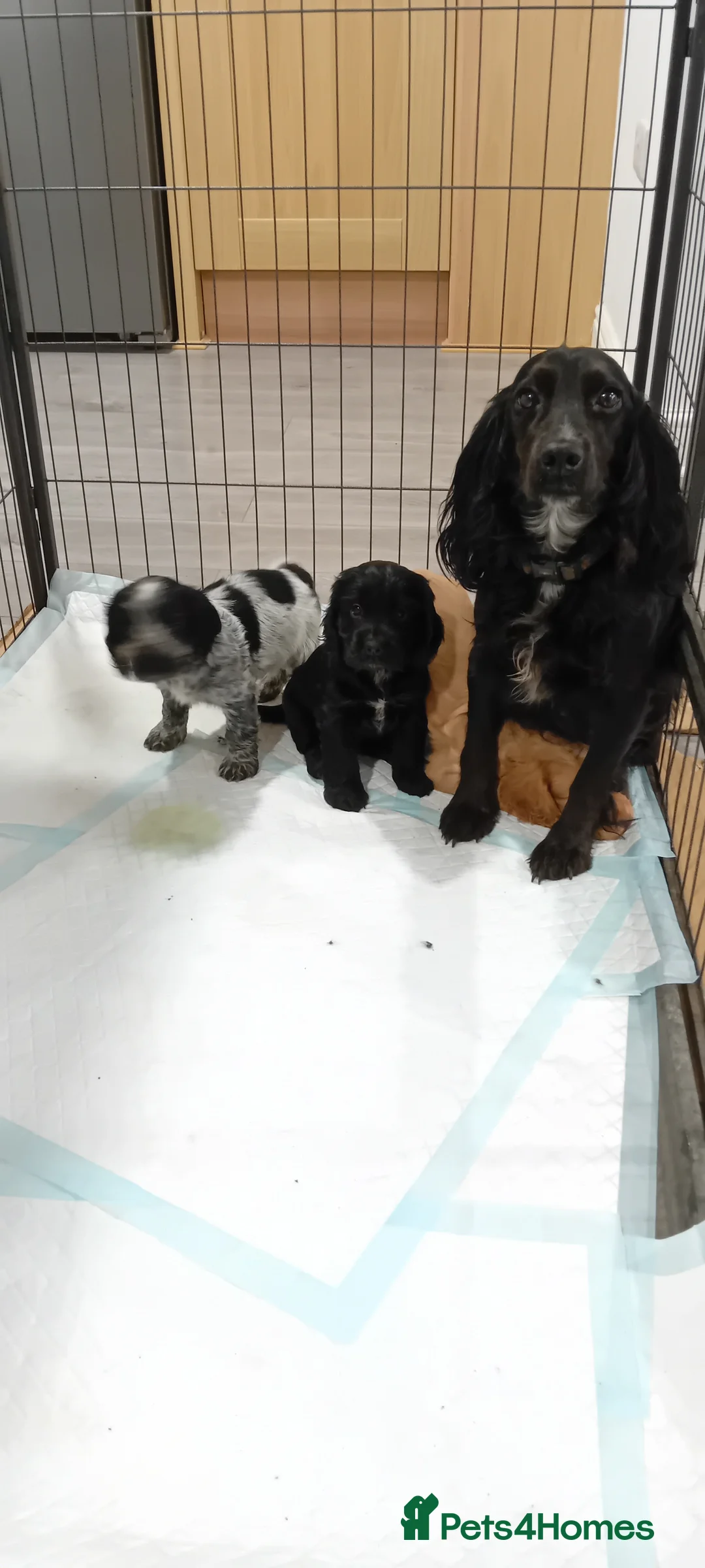Cocker Spaniel dogs for sale: QUALITY COCKER SPANIAL PUPPIES - VARIOUS COLOURS - Advert 8