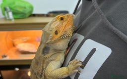 Bearded Dragon reptiles for sale: Male Bearded Dragon  - Image 2