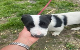 Mixed Breed dogs for adoption: Meet Otto, currently residing in Essex  - Image 7
